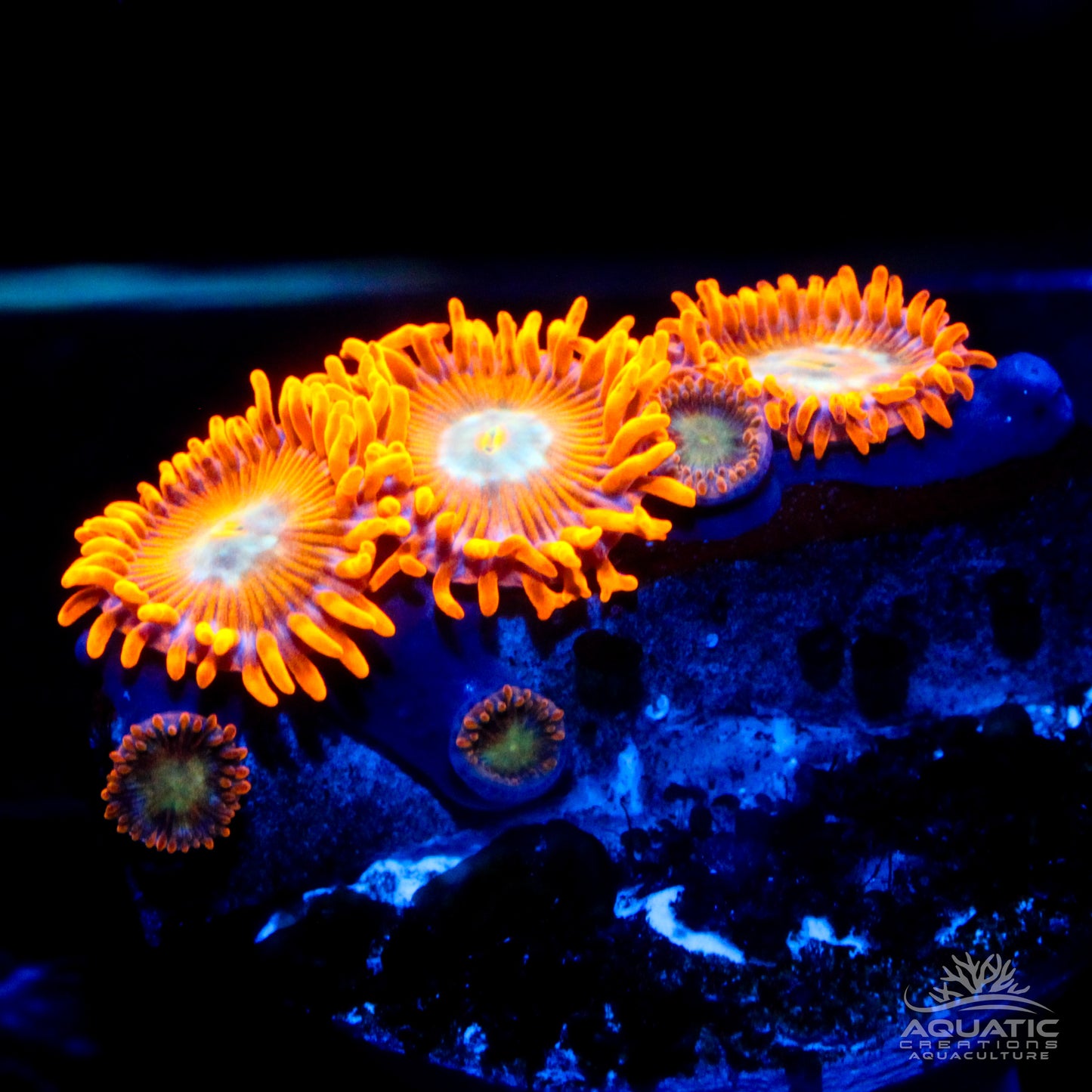 ACI Lorax Zoanthids