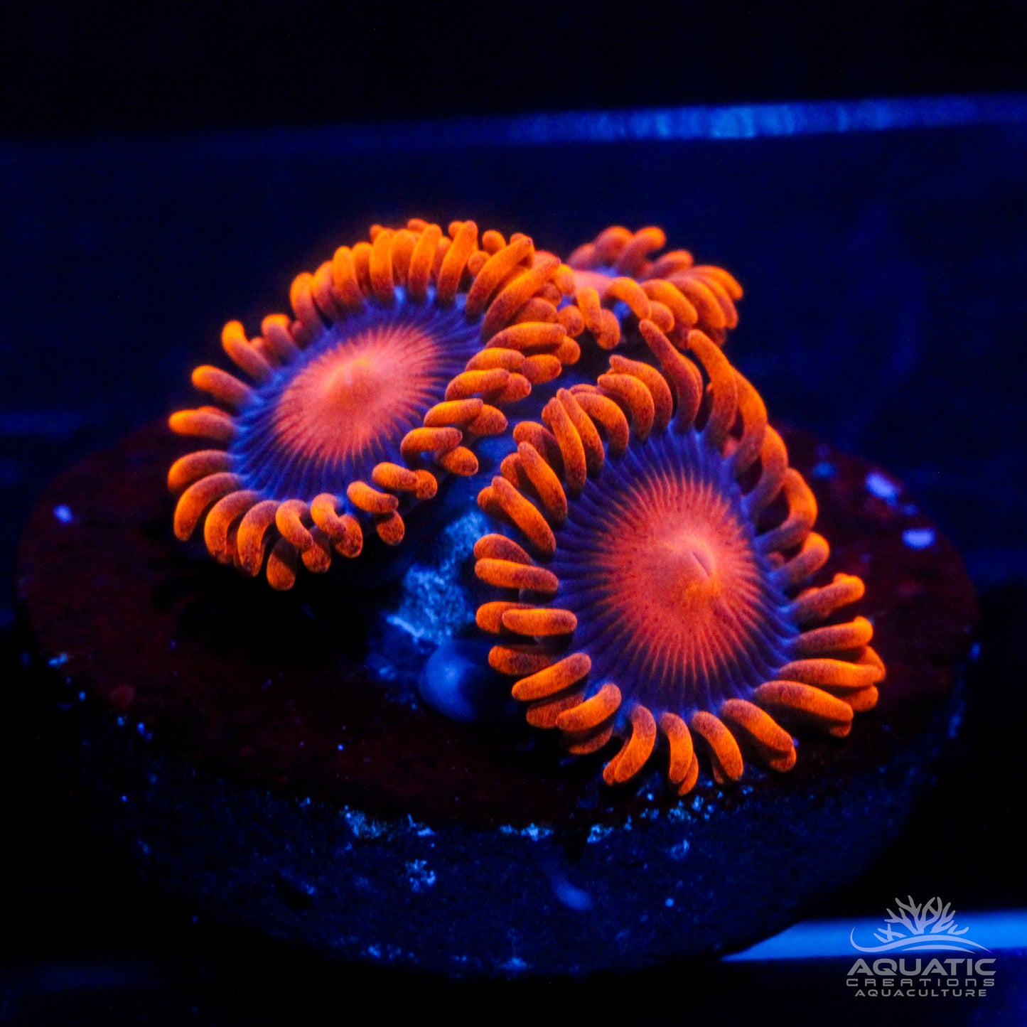 Bam Bam Zoanthids