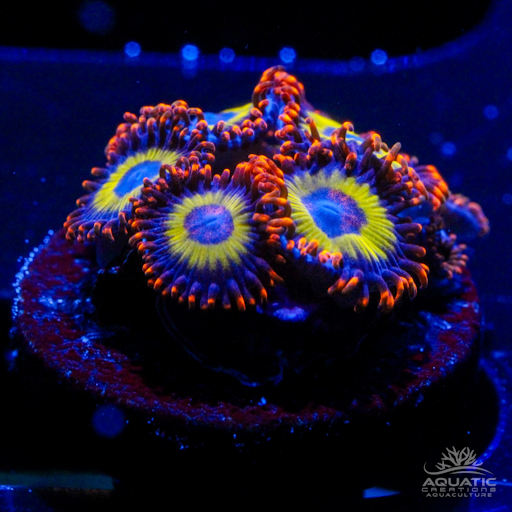 Fruit Loop Zoanthid Coral