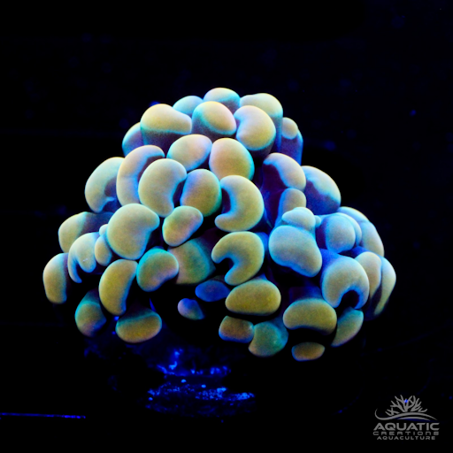 Gold Rainbow Hammer Coral