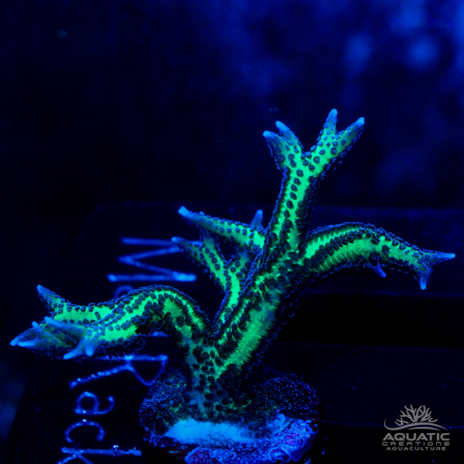 Green Birds Nest Coral