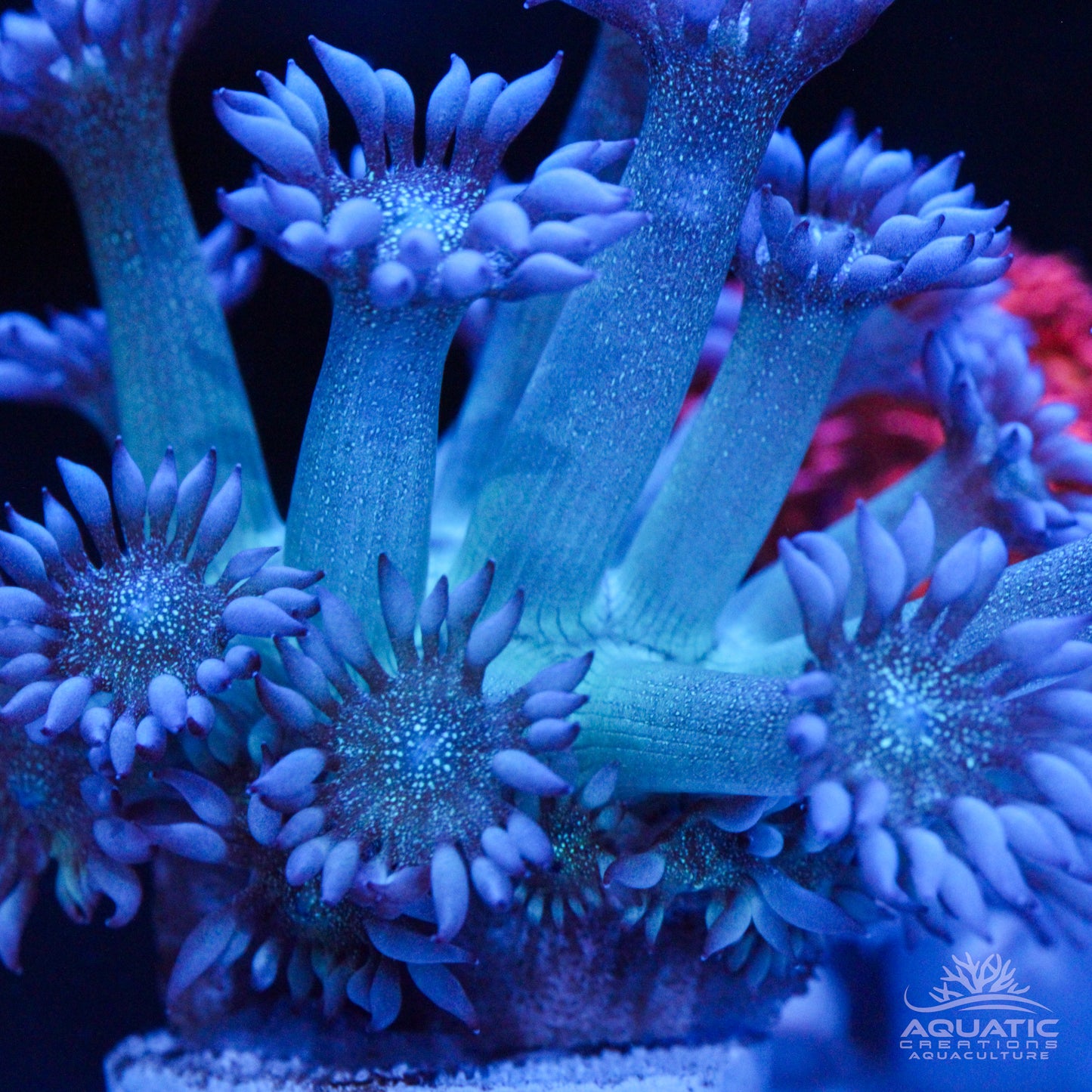 Blue Glitter Goniopora