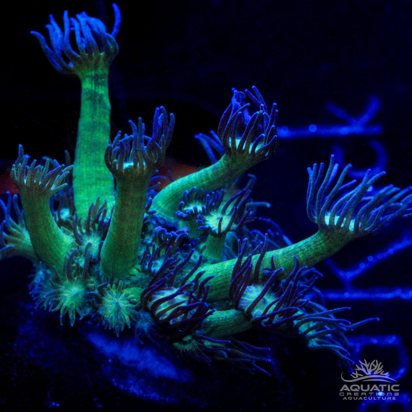Long Polyp Goniopora Coral