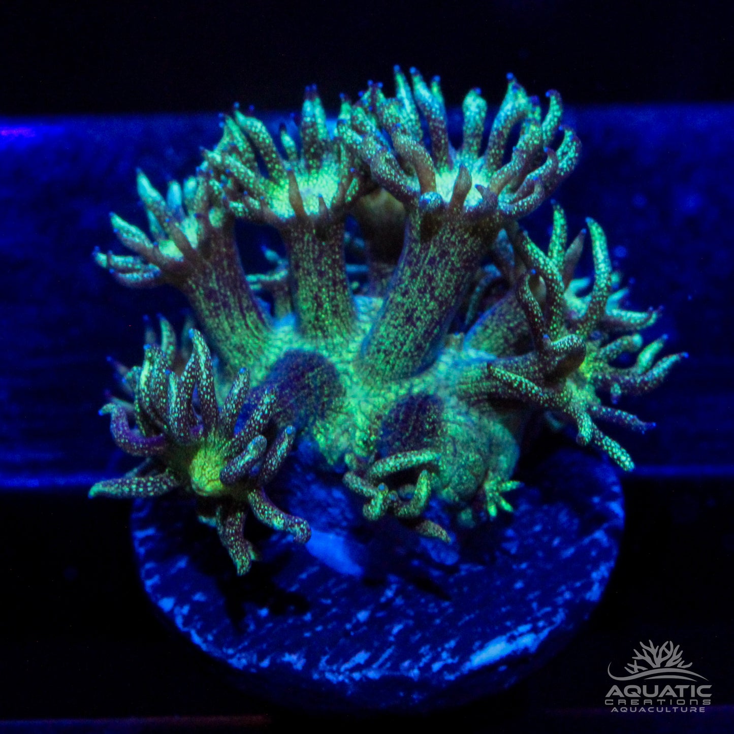 Green Glitter Bomb Goniopora