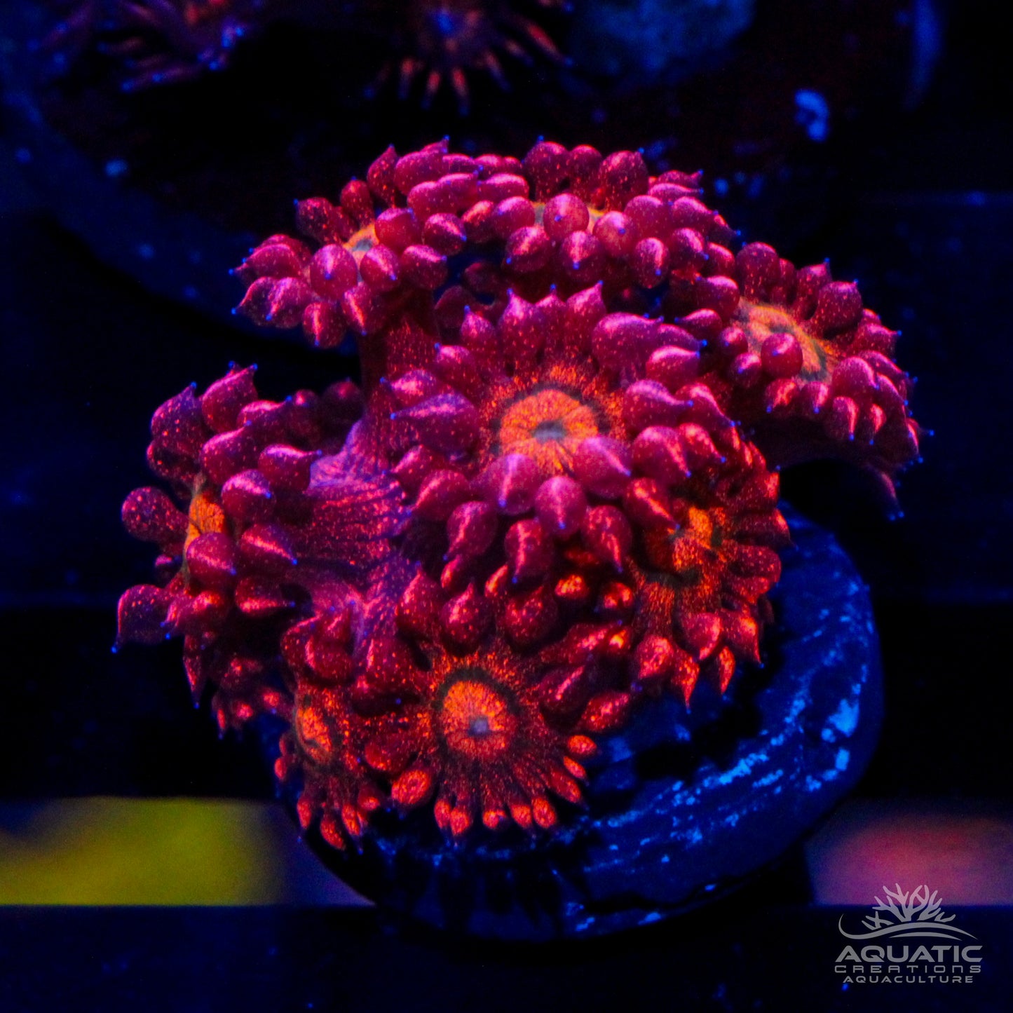 Red Glitter Bomb Goniopora