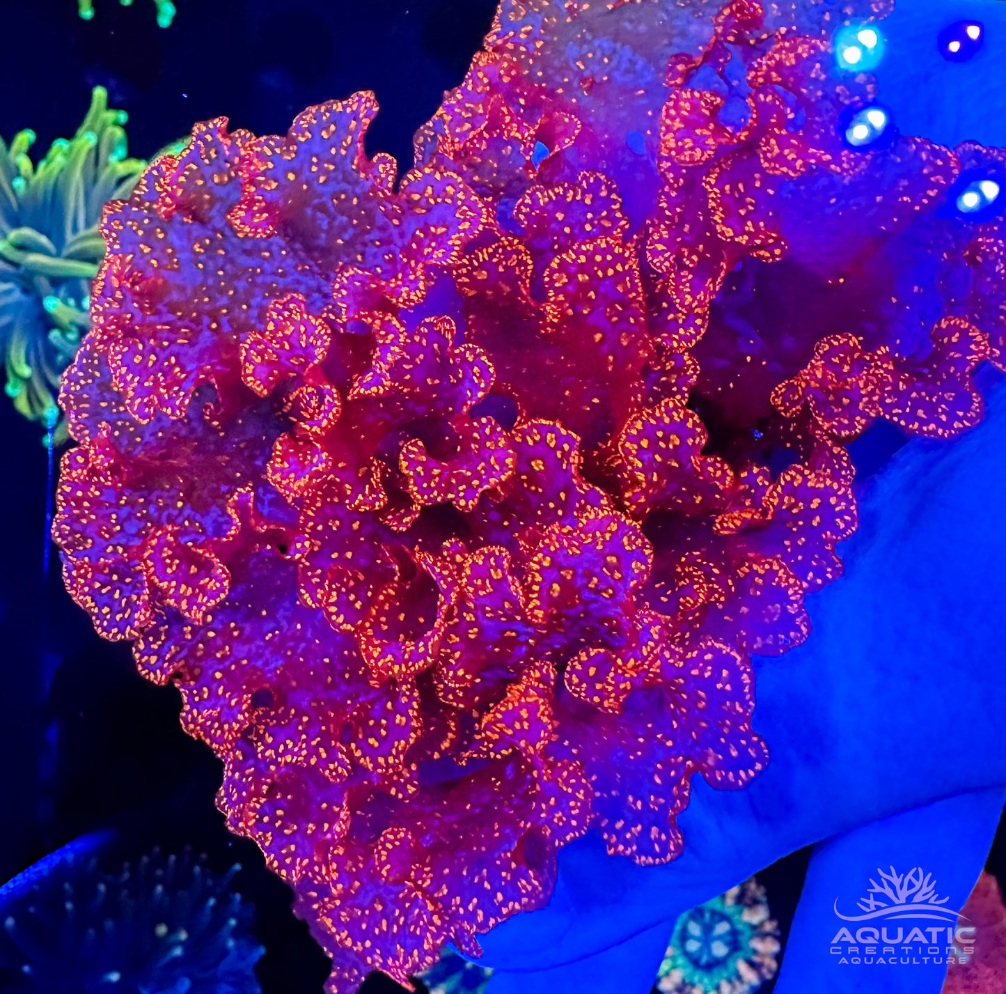 Macro Algae - Halymenia Stipitata