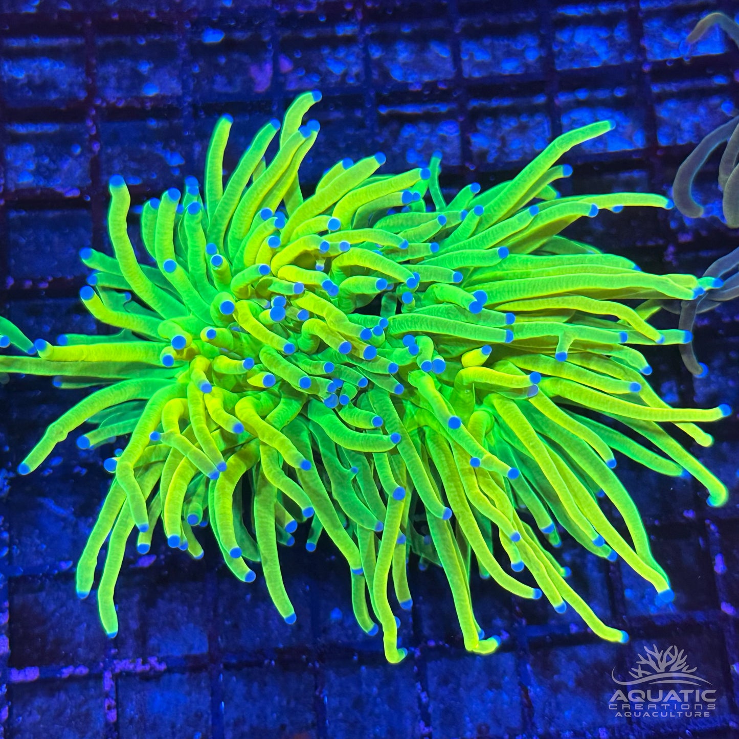 AC Holy Grail Torch Coral
