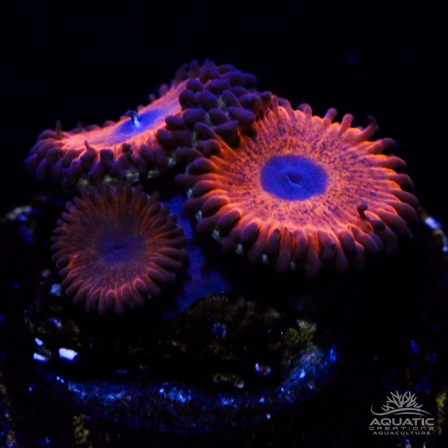 Kedd's Red Zoanthids