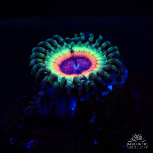 Little Shop of Horror Zoanthids