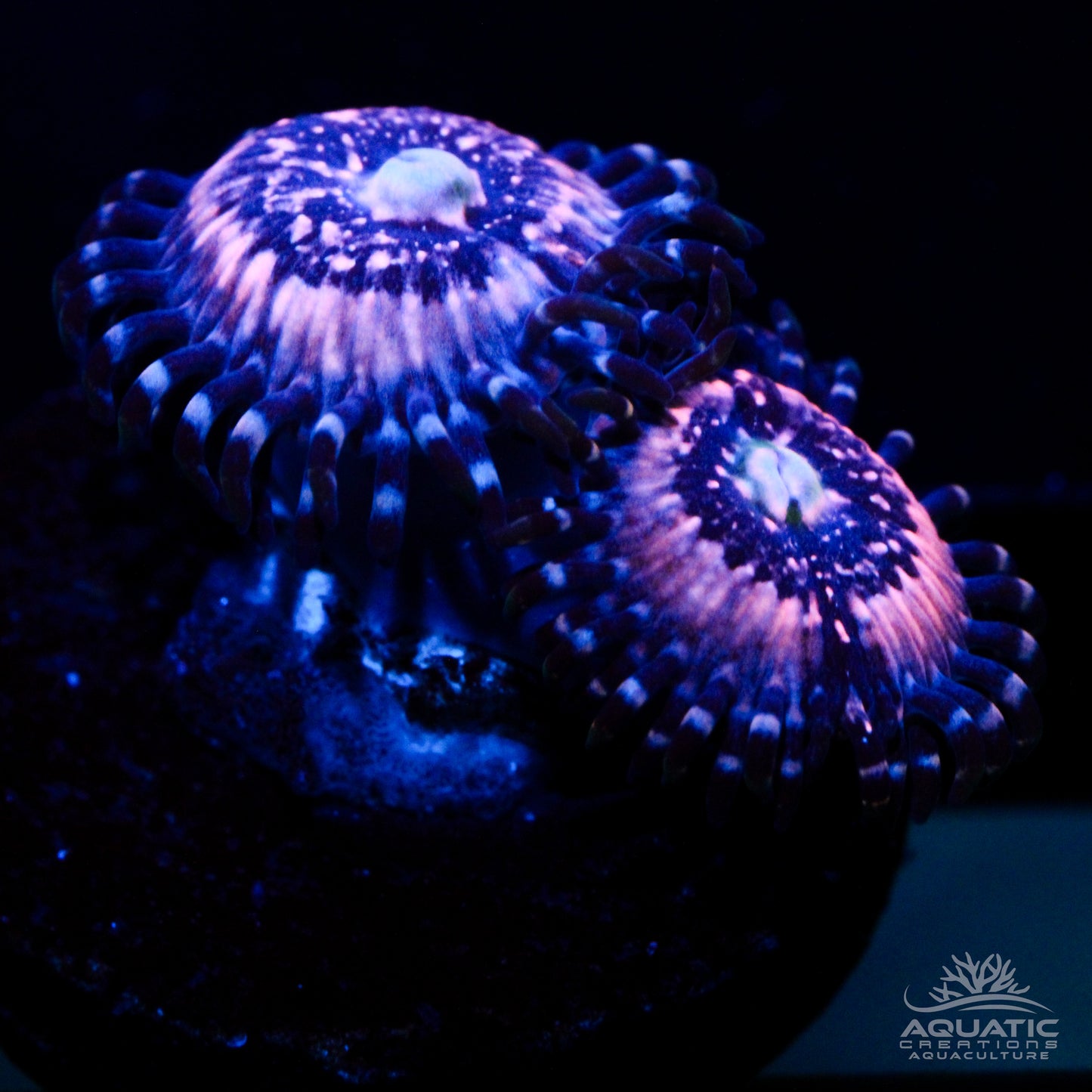 Pink Zipper Zoanthids