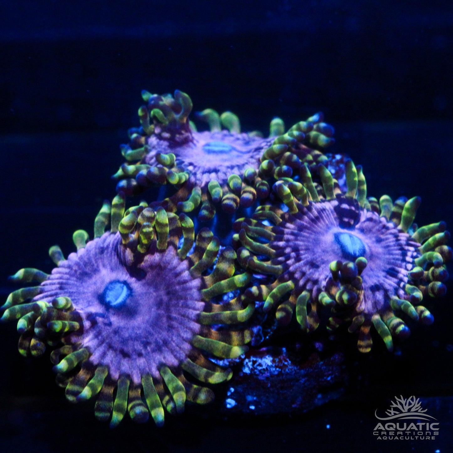 Purple Monster Zoanthids
