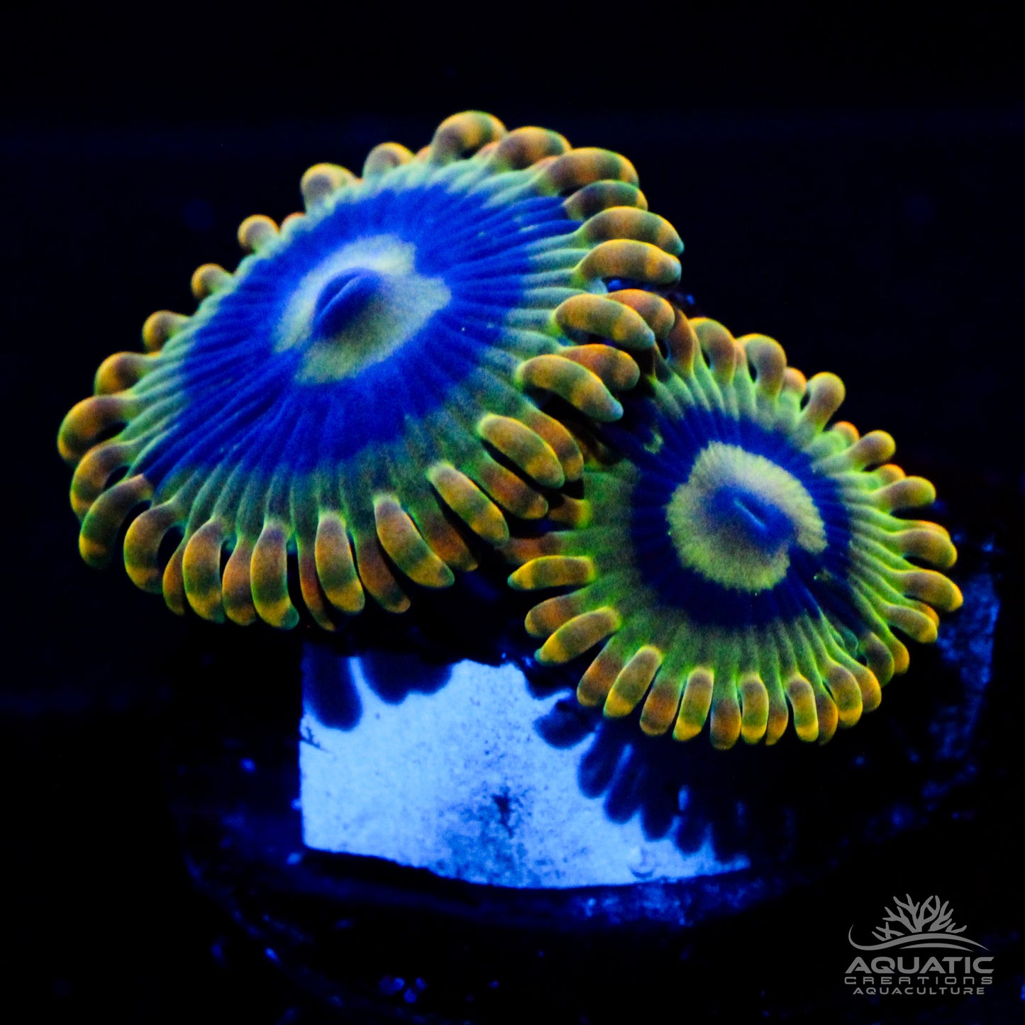 Rainbow Yoda Zoanthids
