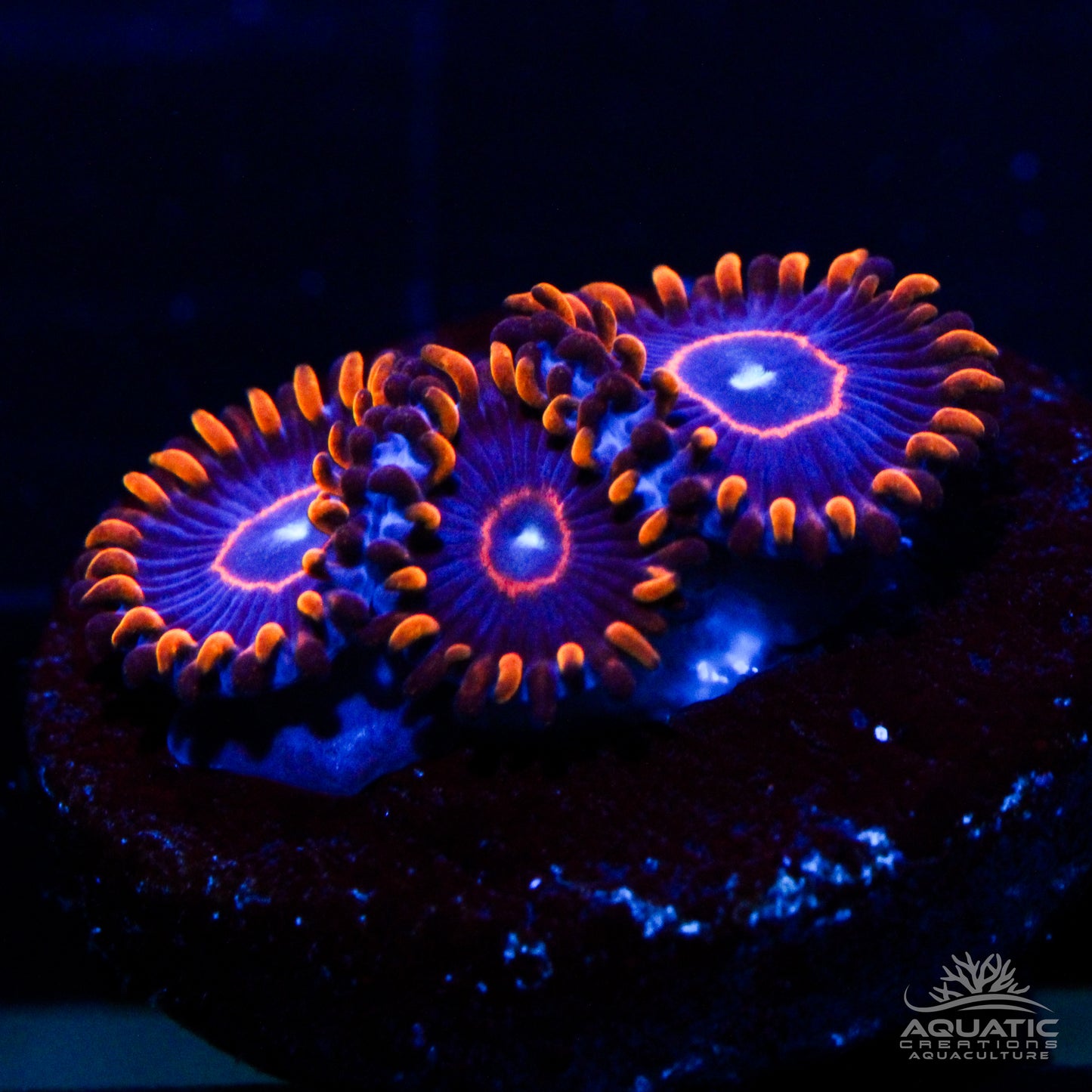 Red Hornet Zoanthids