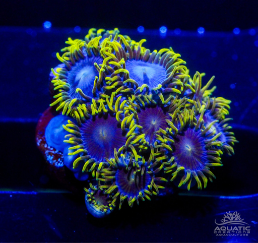 TSA Smurfette Zoanthids