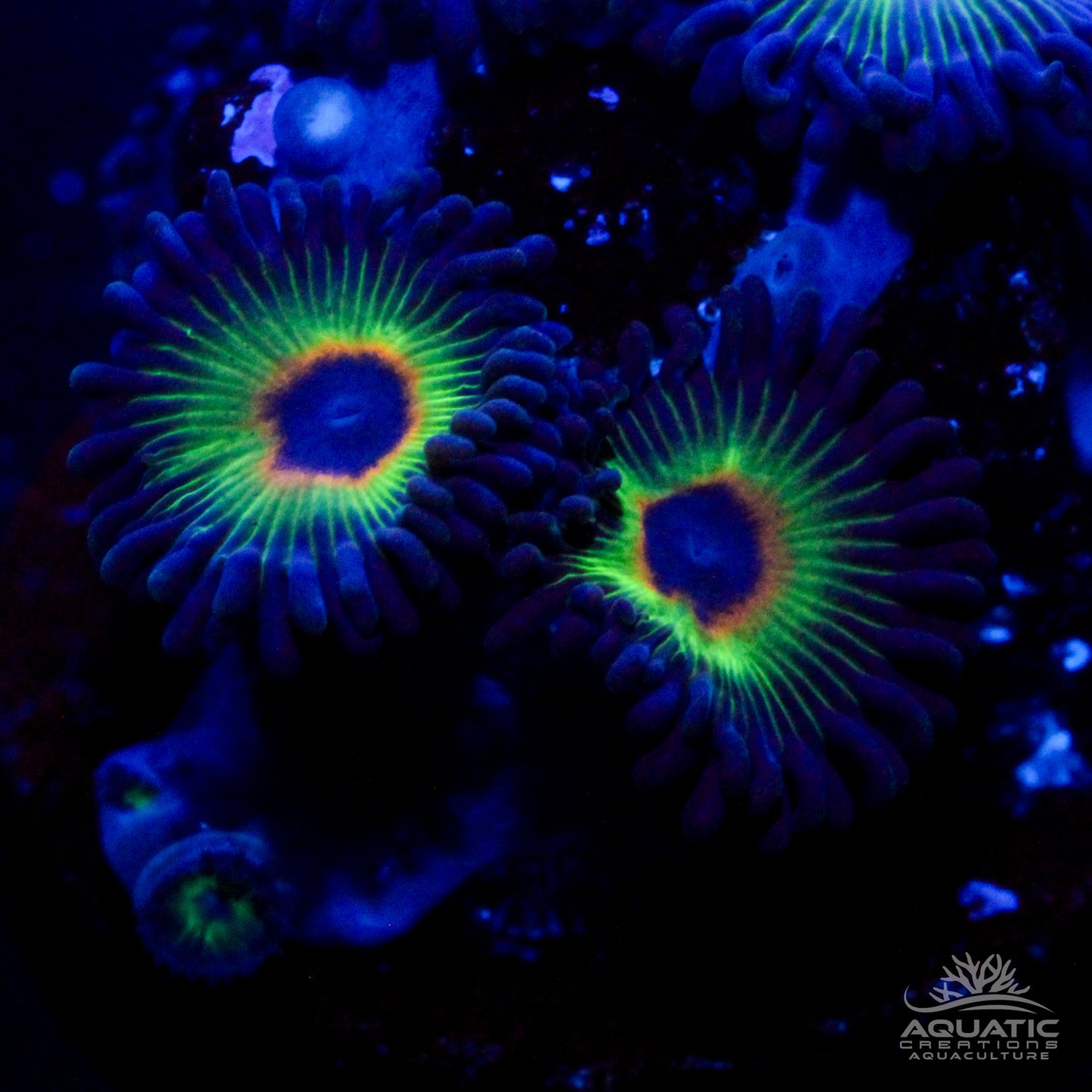 Bob Marley Zoanthids