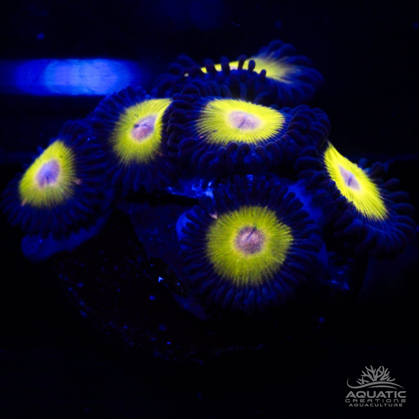 Golden Eye Zoanthids