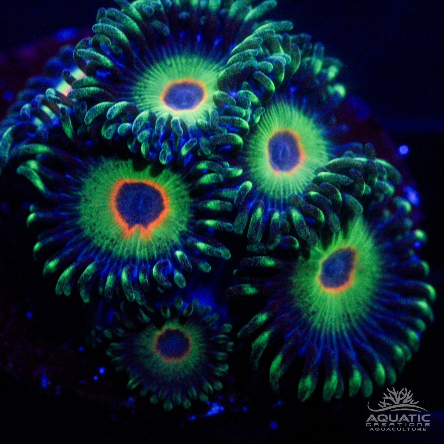 Island Time Zoanthids