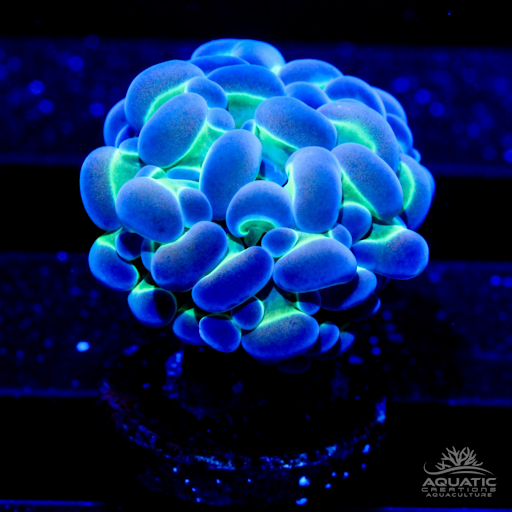 ACI Princess Hologram Hammer Coral