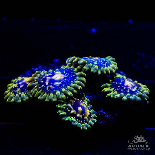 Exosphere Zoanthids