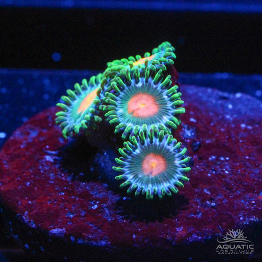 Green Bay Packers Zoanthids