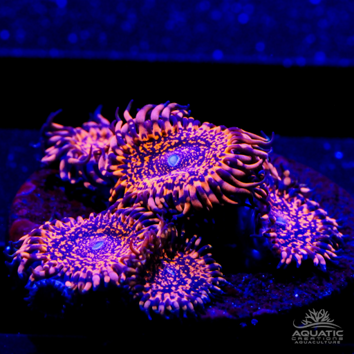 Nightmare Zoanthids