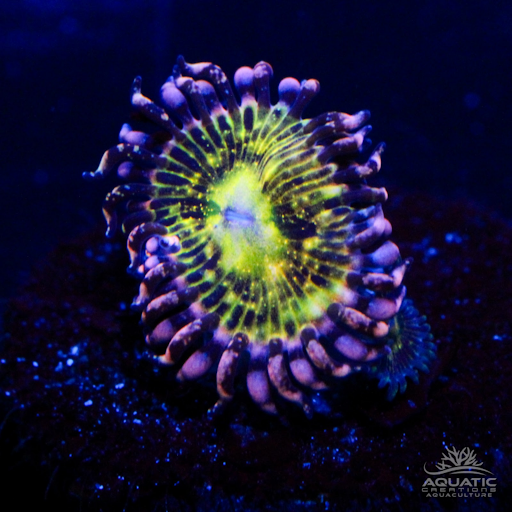 Grim Reaper Zoanthid Coral