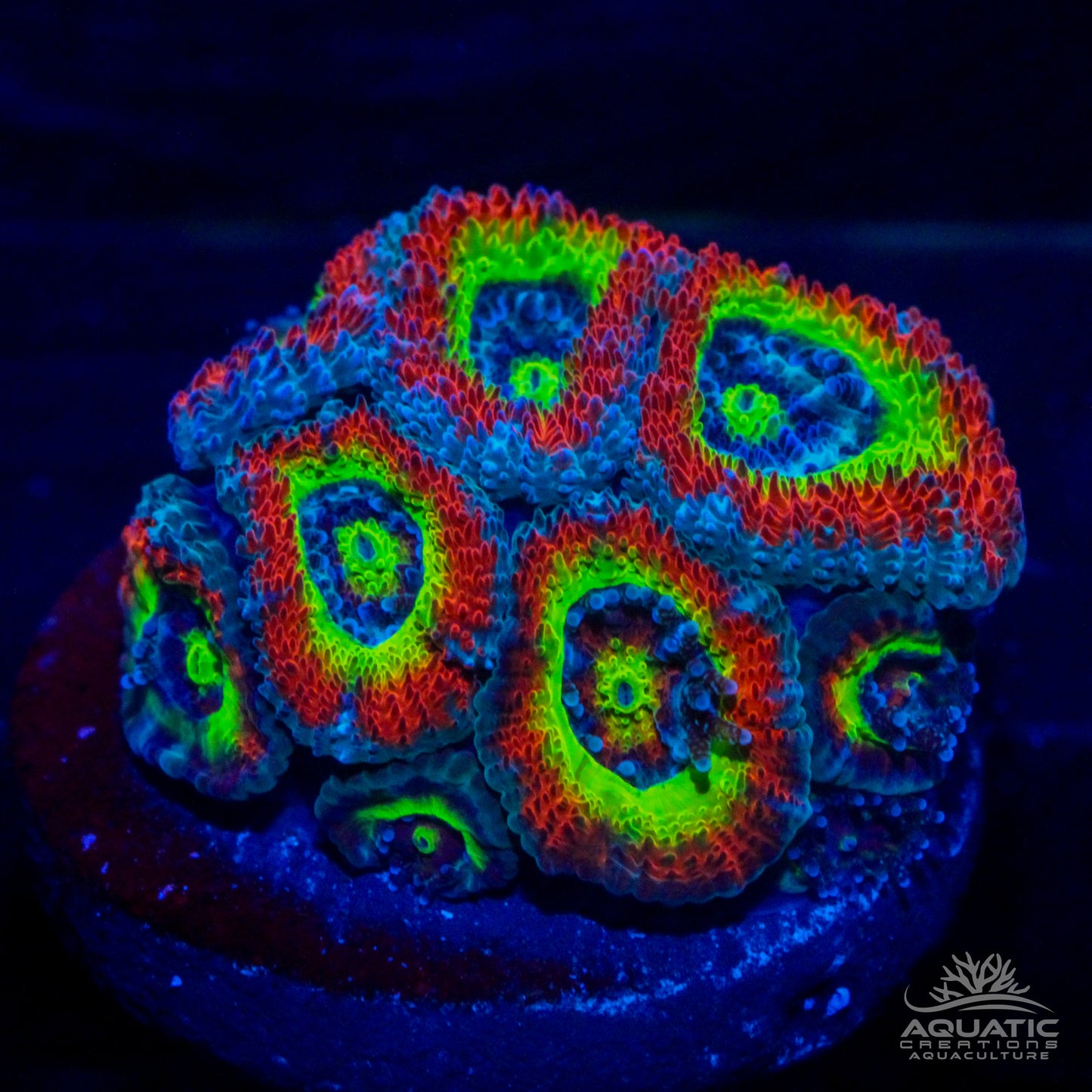 Holy Grail Micromussa Coral