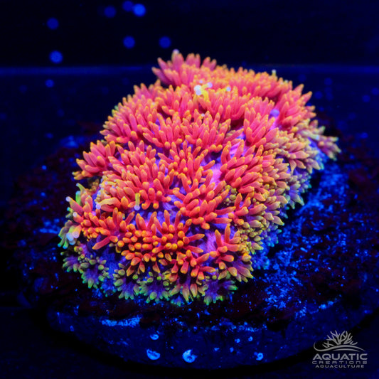 TSA Pop Rockz Goniopora Coral