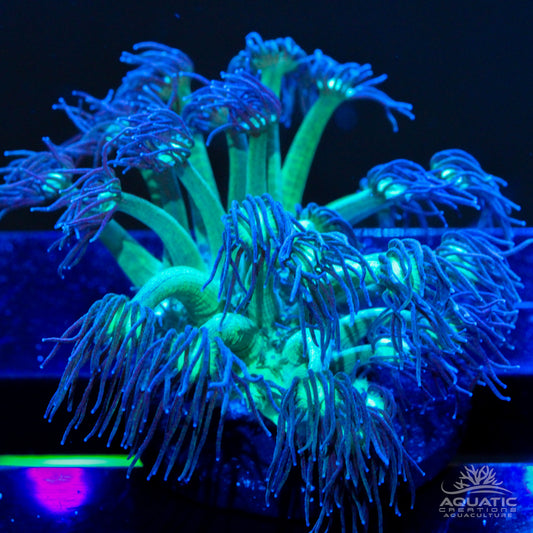 Long Polyp Goniopora Coral