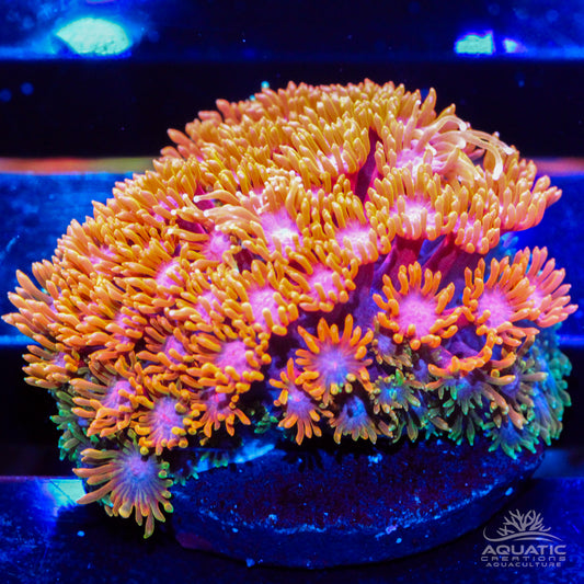 TSA Laffy Taffy Goniopora Coral - Fully Aquacultured