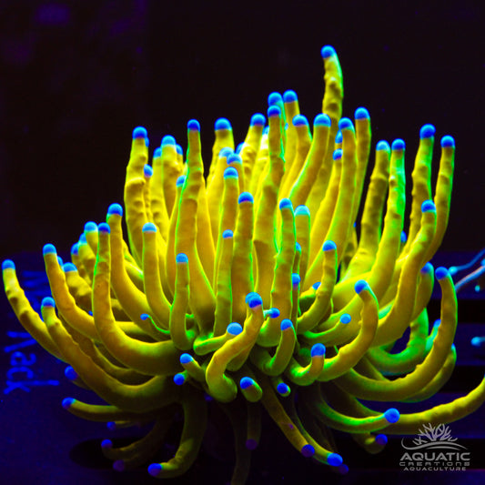 AC Holy Grail Torch Coral