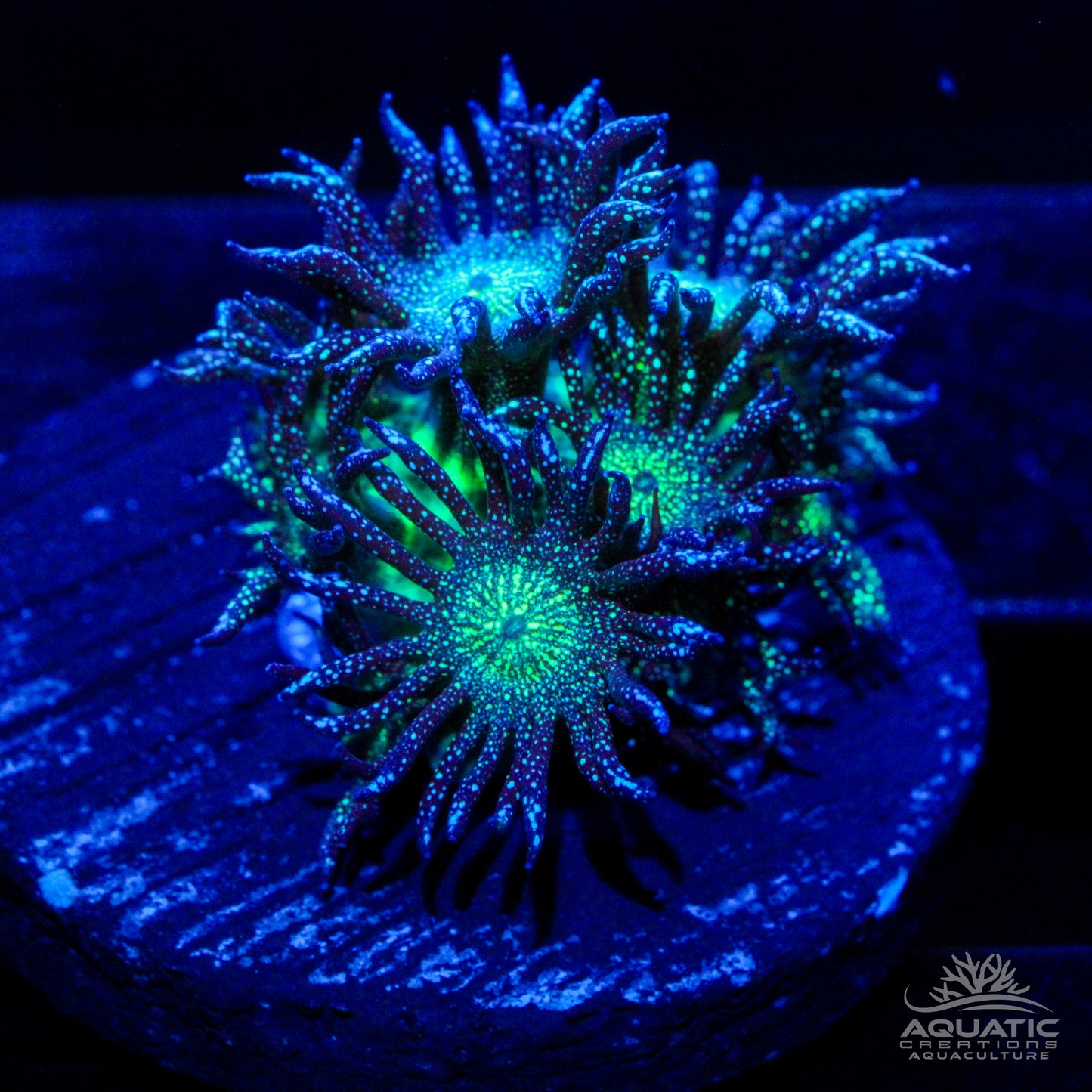 Glitter Bomb Goniopora