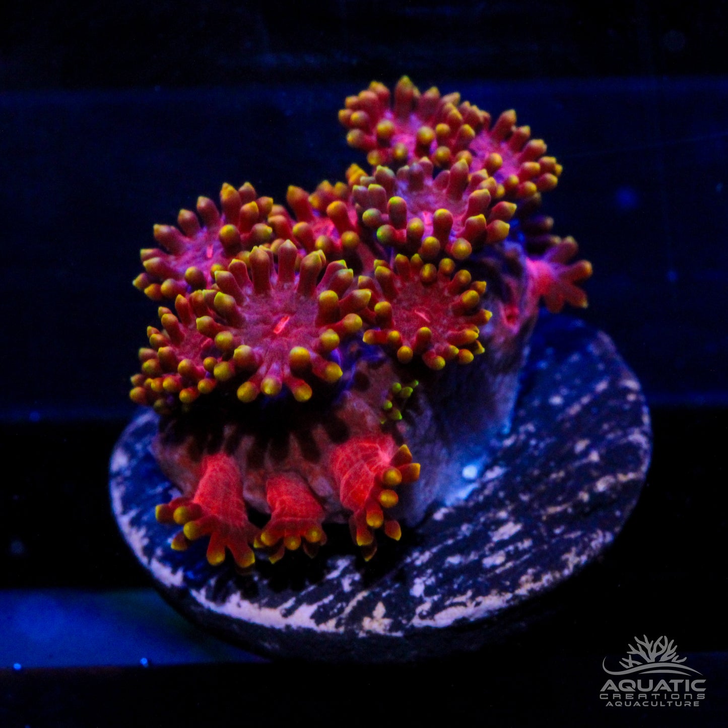 TSA Fun Dip Goniopora - Fully Aquacultured