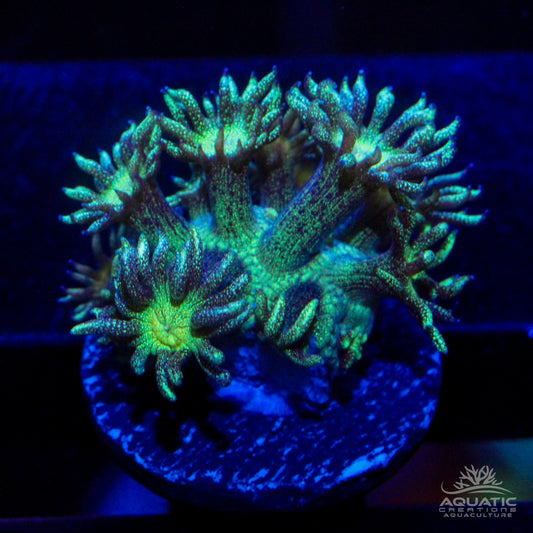 Green Glitter Bomb Goniopora