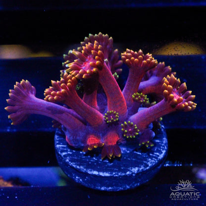 TSA Fun Dip Goniopora - Fully Aquacultured