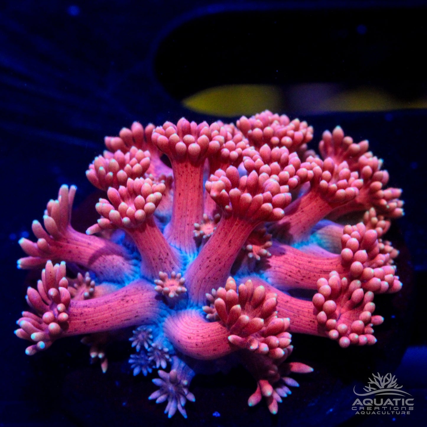 Its a Girl Pink Goniopora