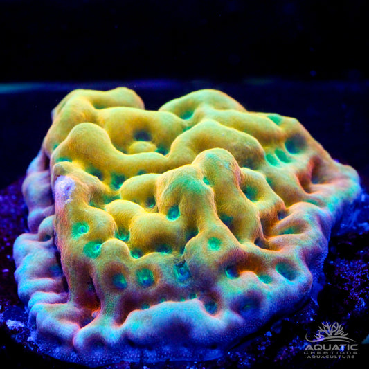 JF Beach Bum Montipora