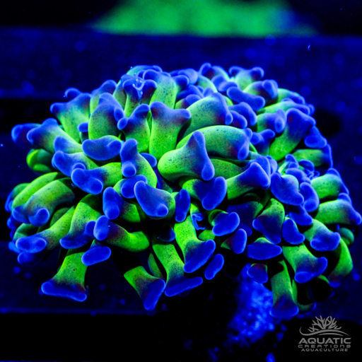 Purple Tip Hammer Coral