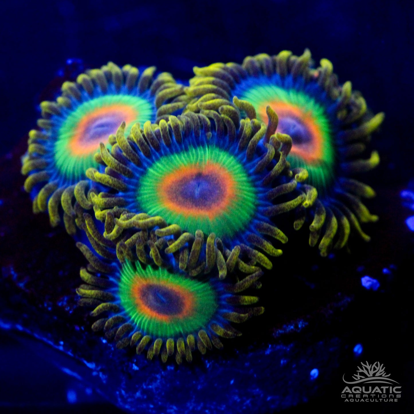 Rasta Zoanthids