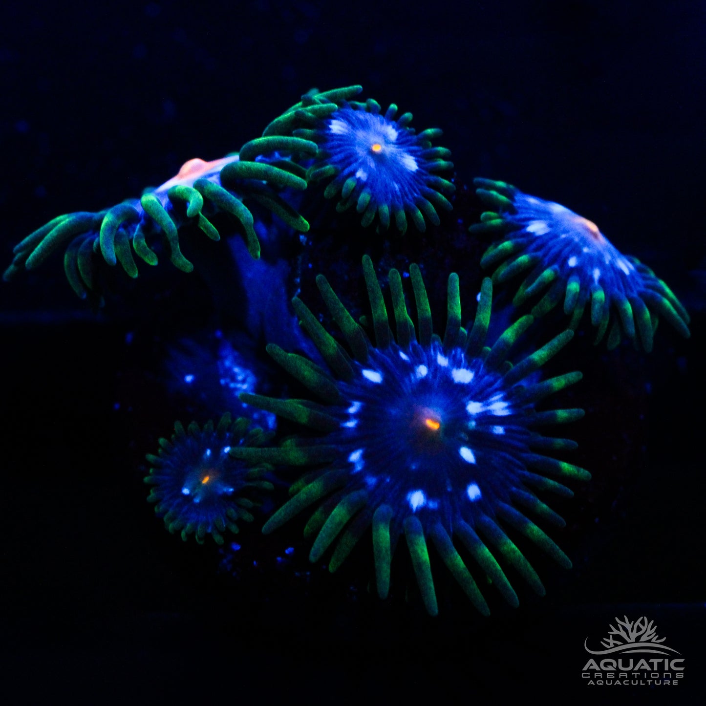 Stargazer Zoanthids