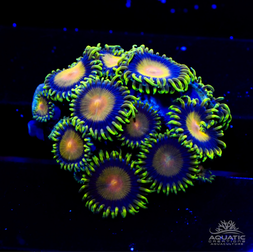 WWC Queen Midas Zoanthids