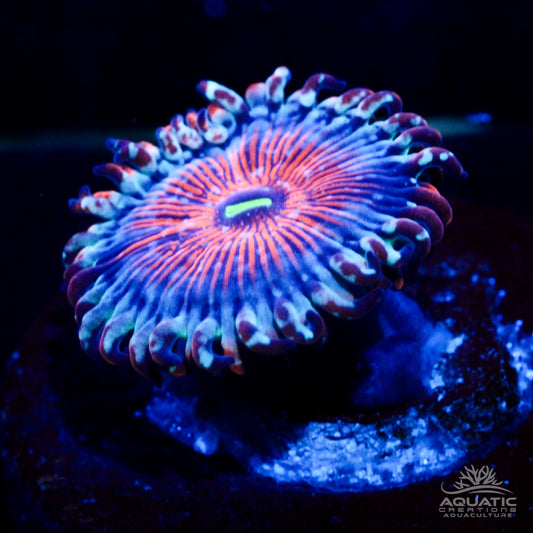 White Zombie Zoanthids